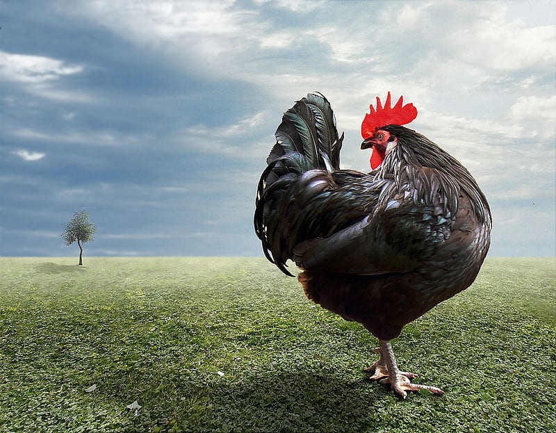 Just a chicken, red, rooster, john wilhelm, chicken, grass, black, creative, tree, green, HD wallpaper
