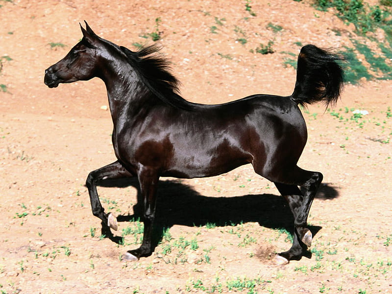 Black Arabian, trotting, animals, horses, arabian, HD wallpaper