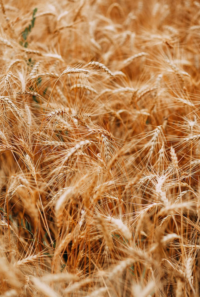 Wheat field, agriculture, harvest, harvesting, farming, pulses, food, grains, HD phone wallpaper
