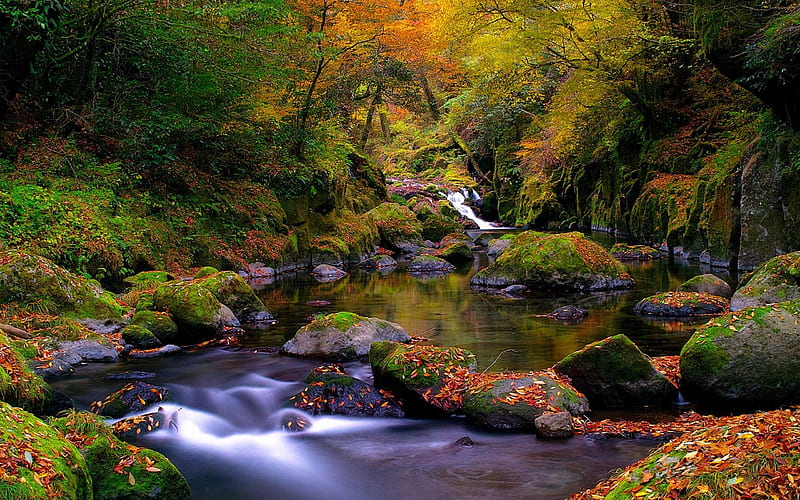 forest creek autumn-Nature Landscape, HD wallpaper