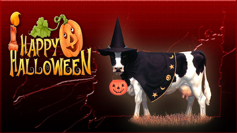 Happy Cowmooween, Cow Halloween, Pumpkin, Cow, Witch Hat, Jack O Lantern, Halloween, Happy Halloween, HD wallpaper