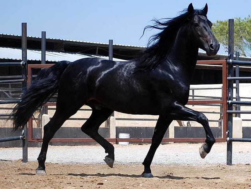 Smart Trot, black, andalusian, horses, spanish, HD wallpaper
