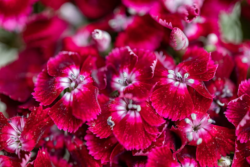 Red Flowers in Tilt Shift Lens, HD wallpaper