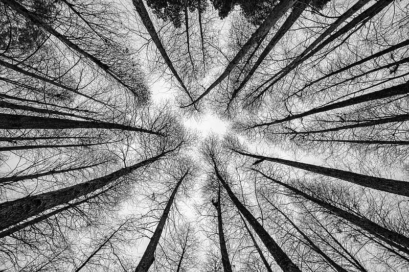 bw, trees, bottom view, branches, HD wallpaper