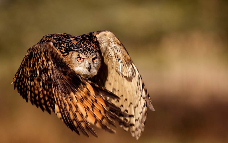 owl bird flying wings-Animal, HD wallpaper