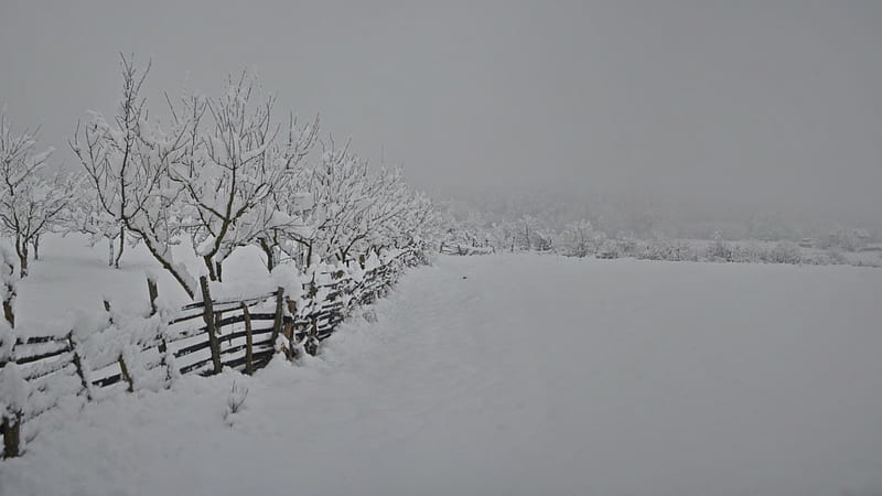 Country heavy winter, snow, fresh, beauty, trees, winter, HD wallpaper