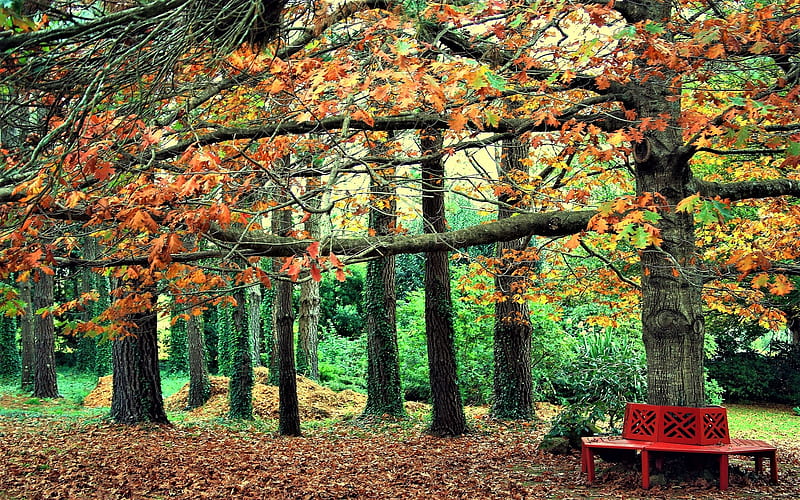 the farewell of summer, bench, autumn, park, trees, HD wallpaper