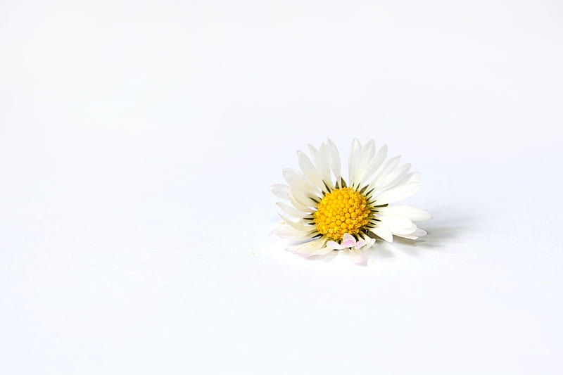 *Just a daisy*, lovely, flowers, one, nature, unique, daisy, HD wallpaper