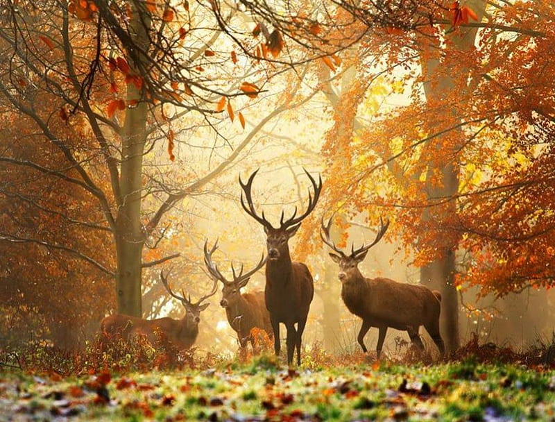 Princes of the Forest, forest, dawn, deer, herd, HD wallpaper