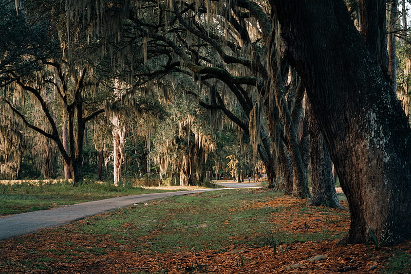 Gray Concrete Road Between Trees During Daytime Hd Wallpaper Peakpx