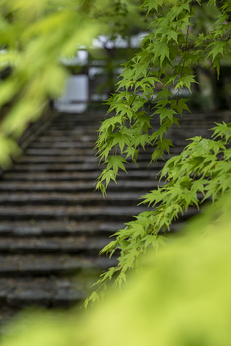 green leaves on brown brick wall, HD phone wallpaper