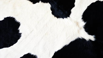 Black And White Cow Print 2 Cow Print, HD wallpaper
