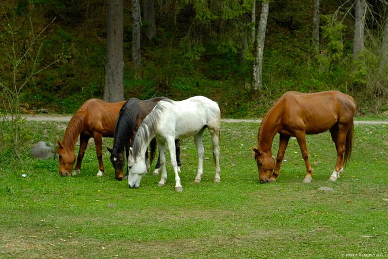 GRAZING HORSES, Grazing, nature, Horses, animals, HD wallpaper