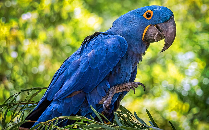Hyacinth macaw, wildlife, blue parrots, bokeh, blue macaw, Anodorhynchus hyacinthinus, parrots, macaw, HD wallpaper