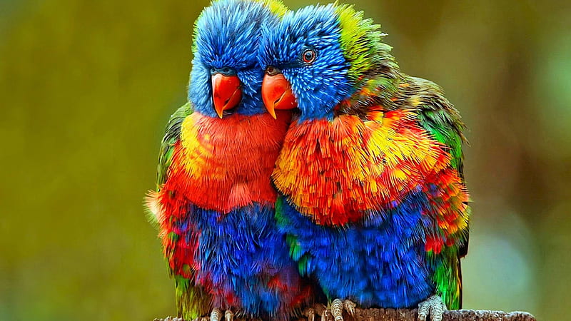 Small colourful parrots, Red, Green, Colourful, Small, Parrots, Blue, HD wallpaper