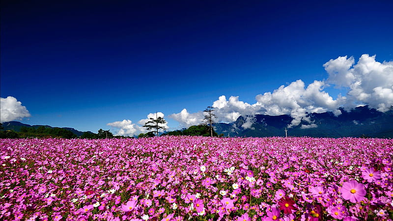 Field of Flowers, pretty, summer time, bonito, clouds, splendor, flowers field, flowers, beauty, fields, pink, blue, pink flowers, lovely, view, purple flowers, colors, sky, trees, daisies, tree, purple, mountains, peaceful, summer, nature, daisy, field, landscape, HD wallpaper