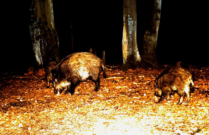 Wild pigs, pigs, evening, wild, woods, HD wallpaper