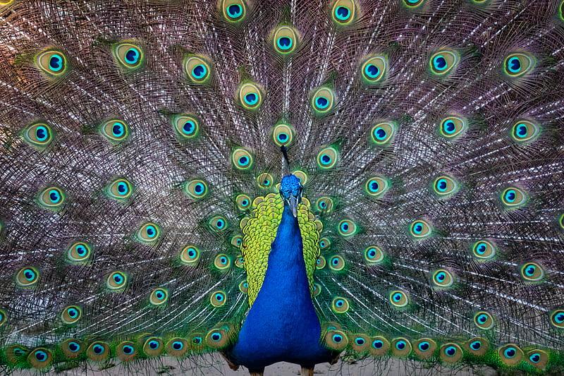 Blue and Green Peafowl, HD wallpaper