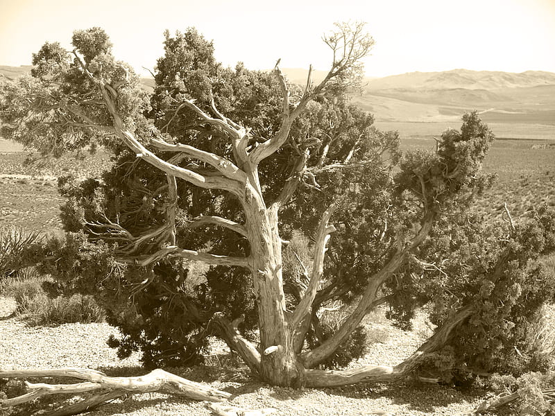 Juniper with sepia mask, juniper, tree, nature, desert, HD wallpaper