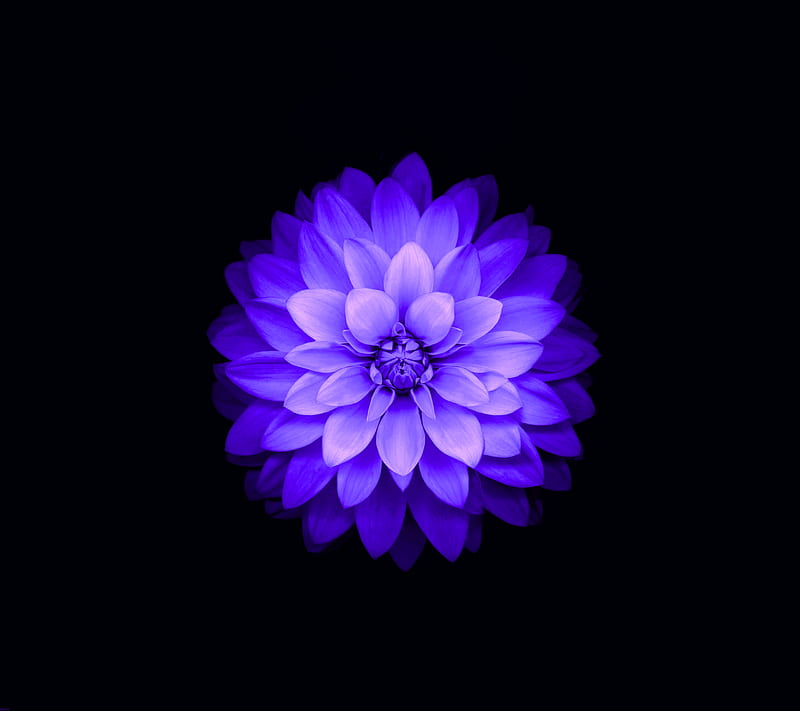 IOS Flower Purple, abstract, apple, lotus, HD wallpaper