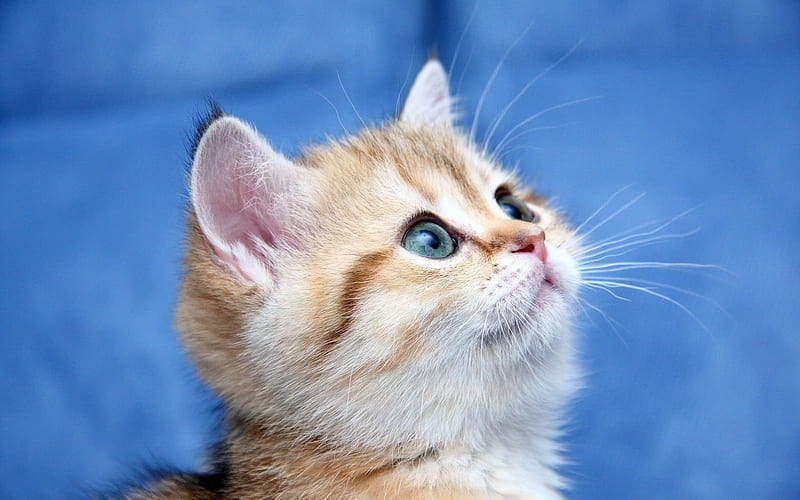 Sweet look, cute, feline, cat, kitten, HD wallpaper