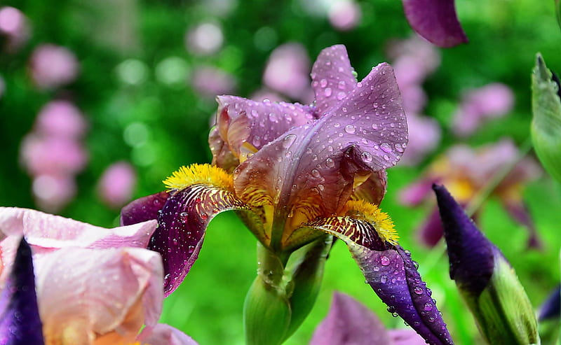 Purple And Yellow Iris, Purple, Yellow, Iris, Flower, HD wallpaper | Peakpx