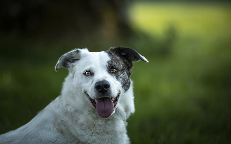 white dog, black spot, muzzle, cute animals, dogs, HD wallpaper