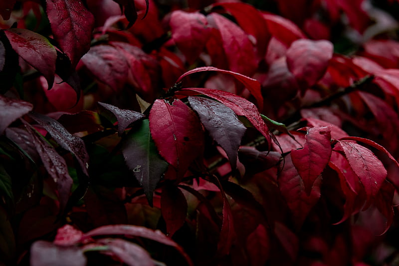 Closeup of red leafed plants, HD wallpaper | Peakpx