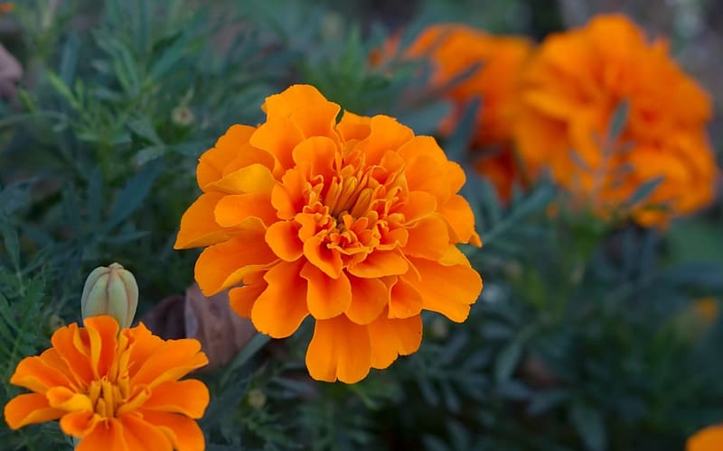 Flowers, Flower, , Marigold, Orange Flower, HD wallpaper