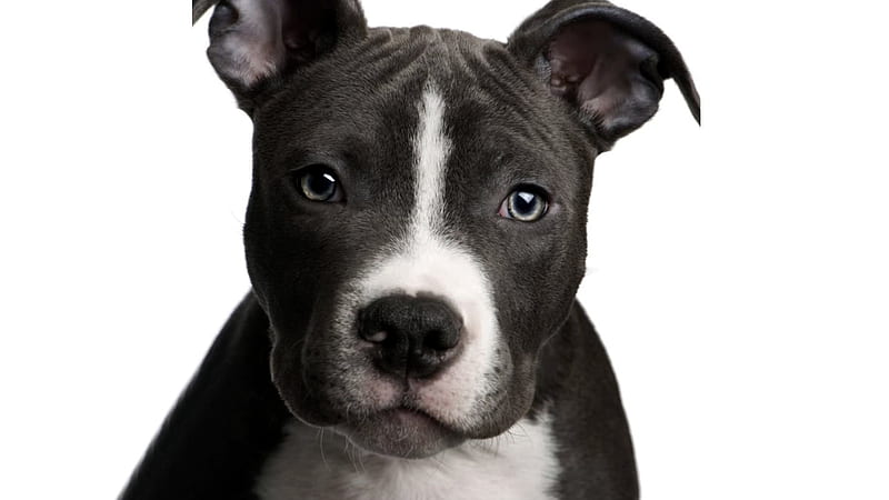 Sweet Pit, best friend, powerful, special, hyper, companion, playful, loyal, bonito, adorable, pit bull, canine, sweet, big, beauty, blue eyes, friendly, gorgeous, puppy, cunning, black, fun, guardian, cute, strong, hop, white, HD wallpaper