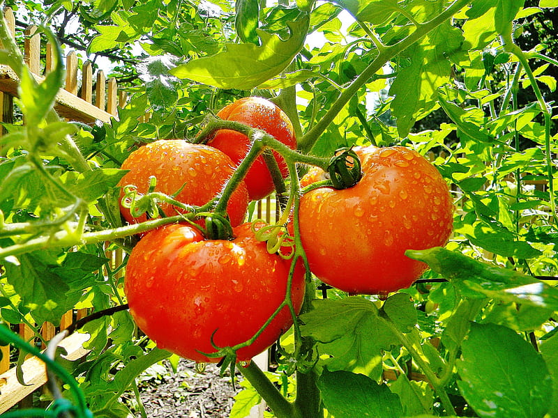 Fruits from my garden, gardens, tomatoes, cottage, vegetables, HD wallpaper