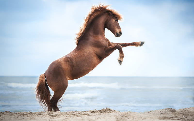 brown horse, sand, beach, beautiful horse, wildlife, horse, HD wallpaper
