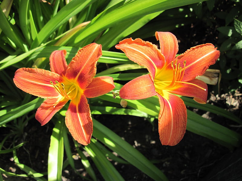A day on the Acres with the Twin Lilies , green, orange, flowers, lily, yellow, HD wallpaper