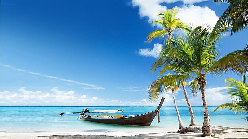 Boat On Body Of Water Near Coconut Trees During Sunny Time Beach, HD wallpaper