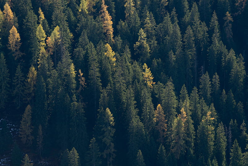 Forest, trees, spruce, dark, HD wallpaper | Peakpx