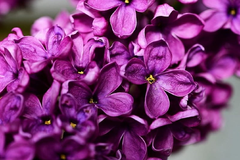 Lilas moradas, lila, bonitas, flores, moradas, Fondo de pantalla HD | Peakpx