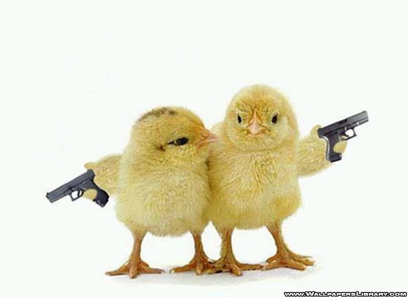 Armed Chicks, dangerous, armed, guerra, chiken, pun, cute, guns, entertainment, funny, chicks, HD wallpaper