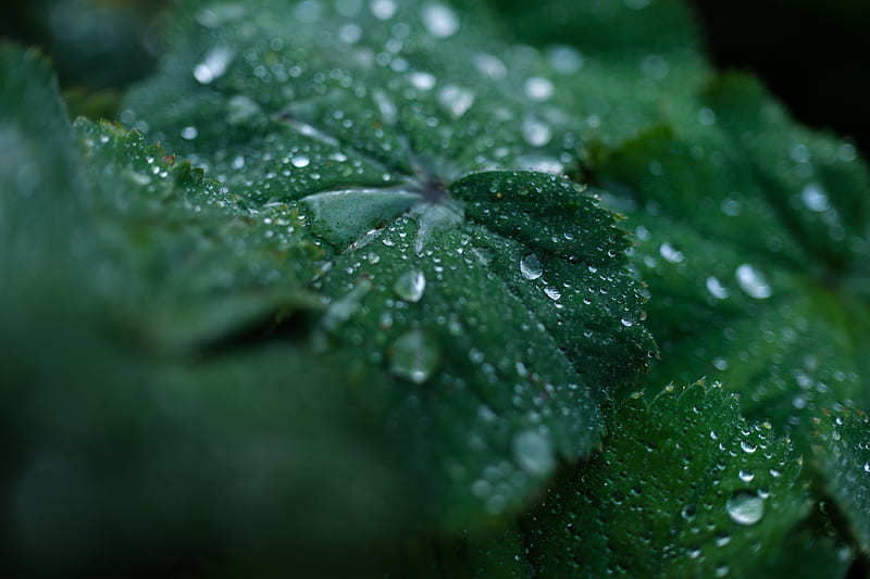 leaf, drops, water, dew, macro, green, HD wallpaper