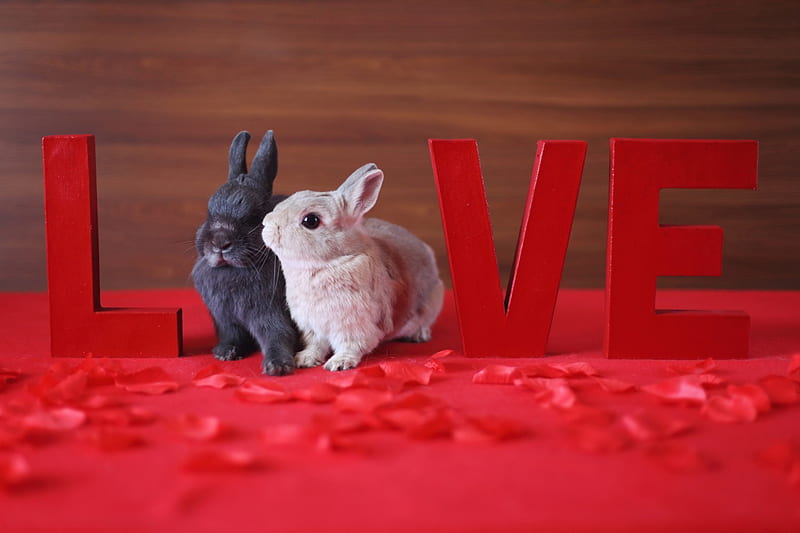 * Love...*, valentines, day, bunnies, happy, animals, animal, HD wallpaper * Love...*, valentines, day, bunnies, happy, animals, animal, HD wallpaper