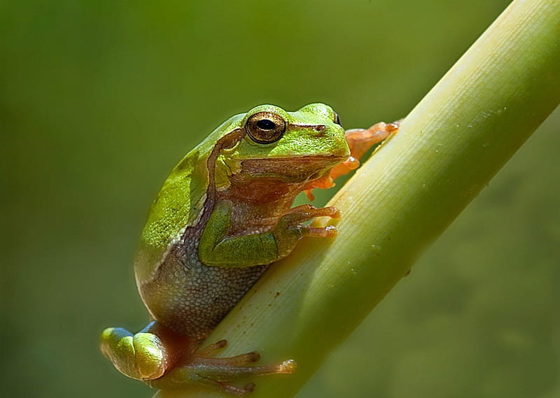 COLORFUL TREE FROG, frog, close up, green, macro, nature, backgrounds, field, HD wallpaper