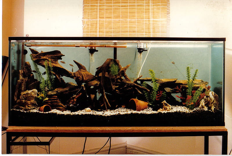 My old aquarium, furnished, tank, fish, aquarium, HD wallpaper