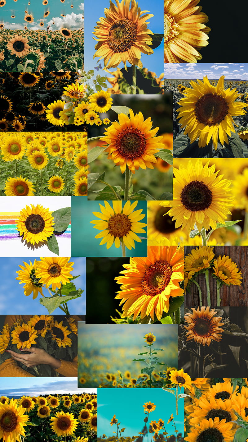 sunflower, aesthetic, epic, flower, nature, plants, roses, sun, sunflowers, yellow, HD phone wallpaper