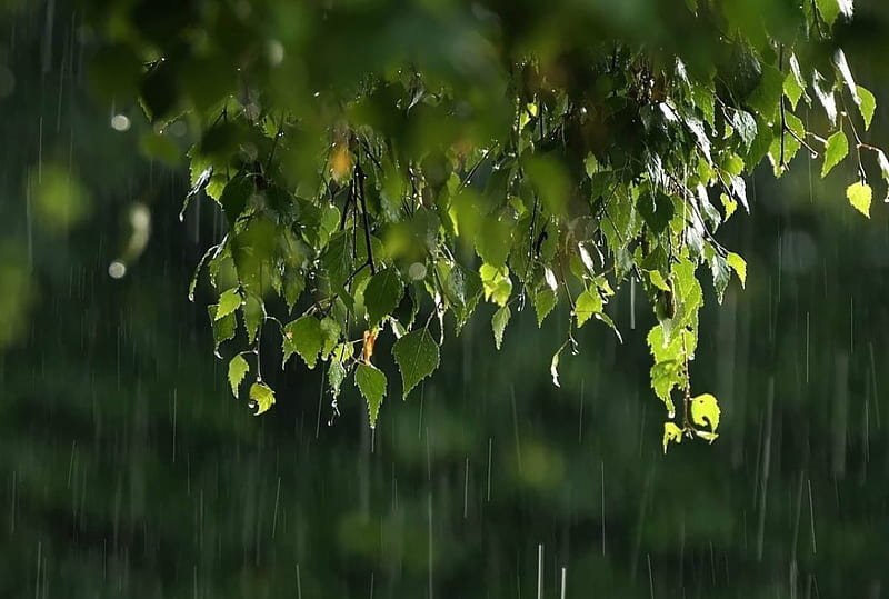 Rainy day, tree, wet, green, birch, rain, HD wallpaper