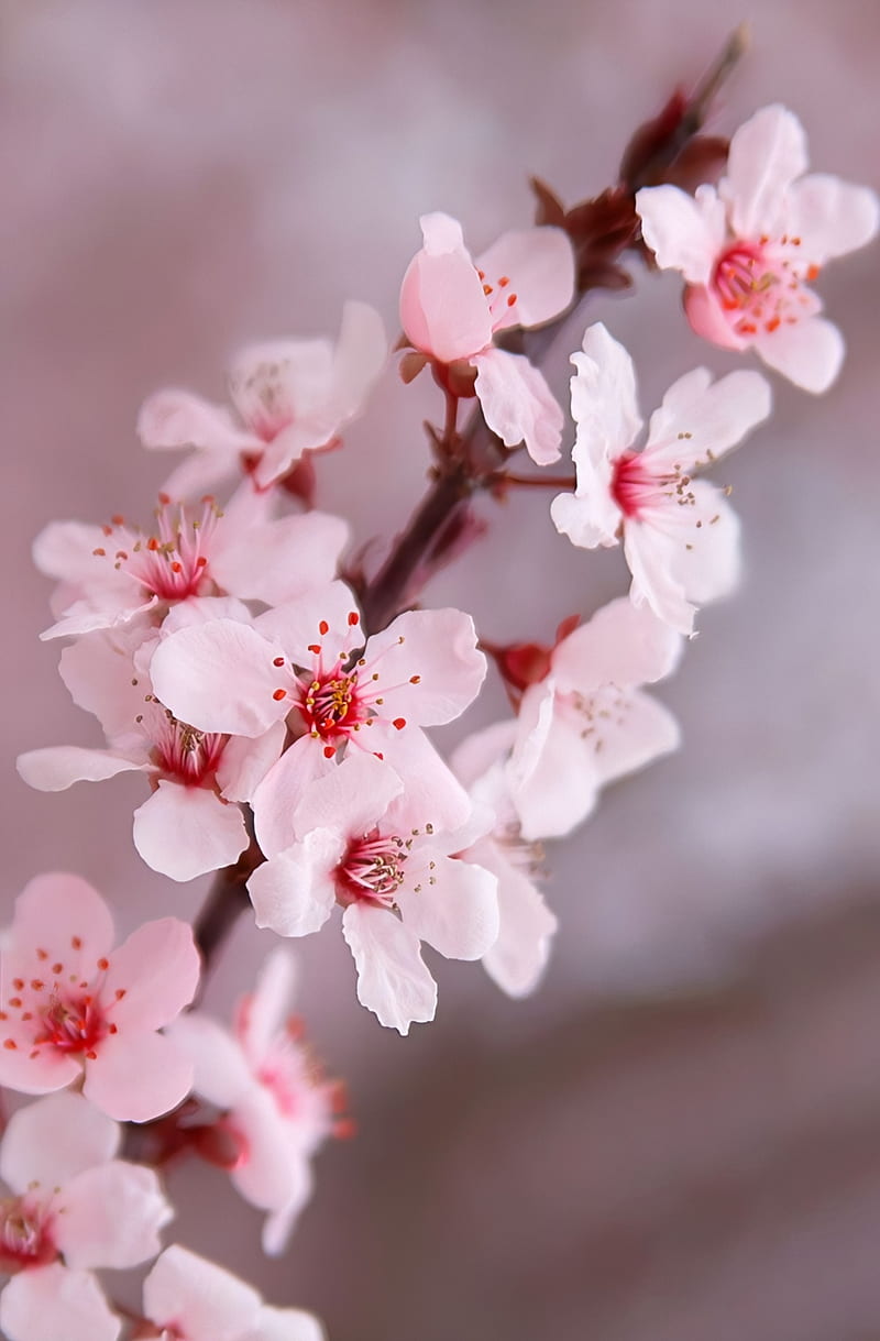 Flor de cerezo, flor, flores, cerezo, flor, flores, naturaleza, graphy,  primavera, Fondo de pantalla de teléfono HD | Peakpx