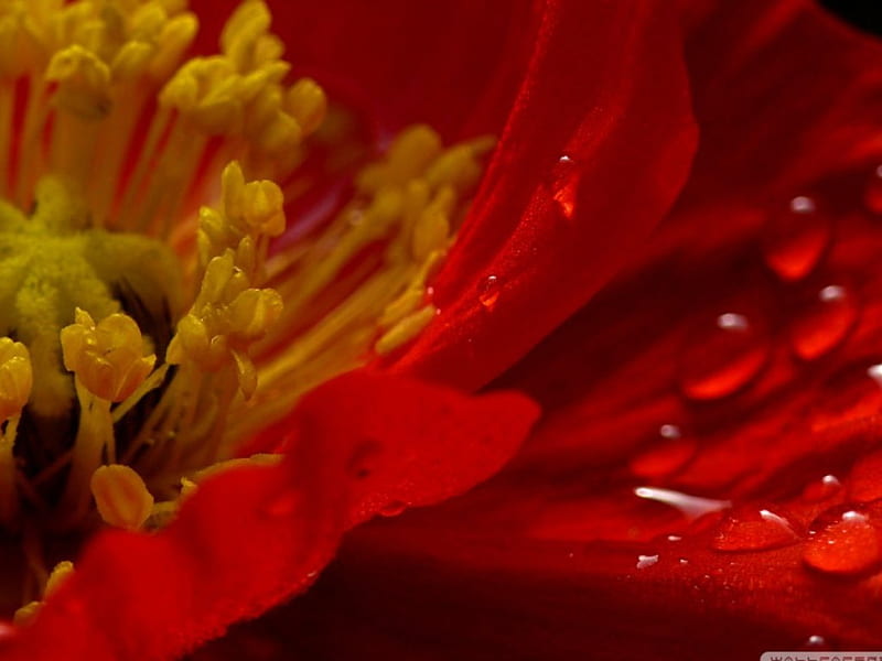 POPPY RED AND BEAUTIFUL, red, pretty, poppies, bonito, drops, close up,  flowers, HD wallpaper | Peakpx