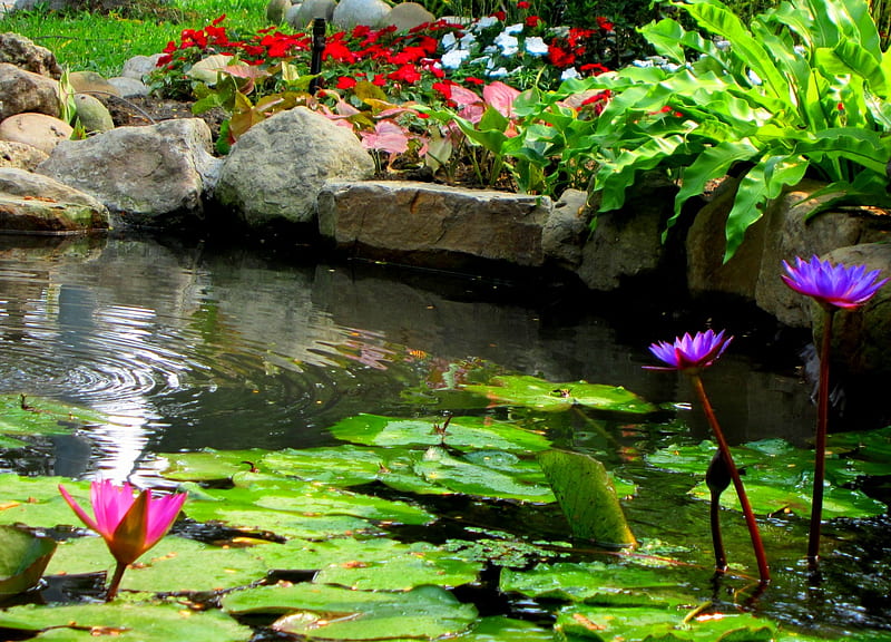 Lotus Pond, flowers, stone, ripple, lotus leaf, HD wallpaper