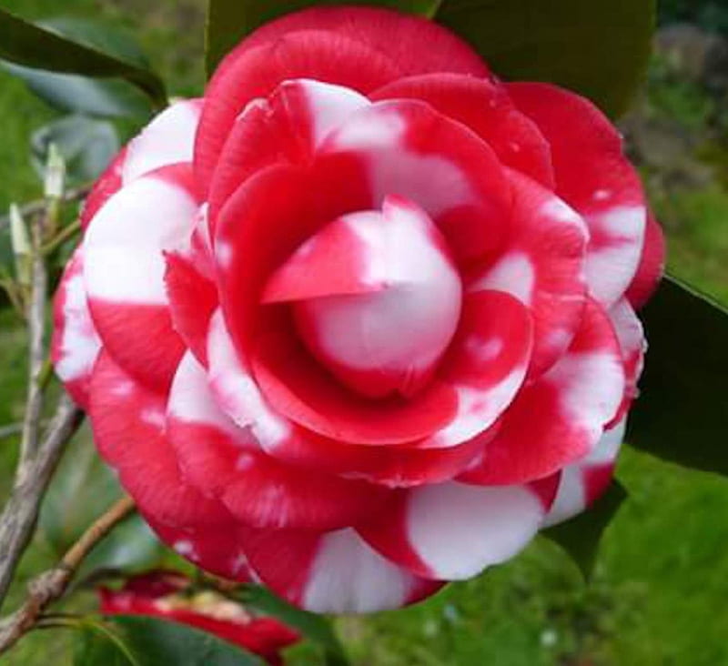 Hermosa camelia, rojo y blanco, bicolor, flores, naturaleza, pétalos,  camelia, Fondo de pantalla HD | Peakpx