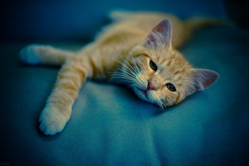 kitten, muzzle, cat, sight, rest, sleepy, HD wallpaper