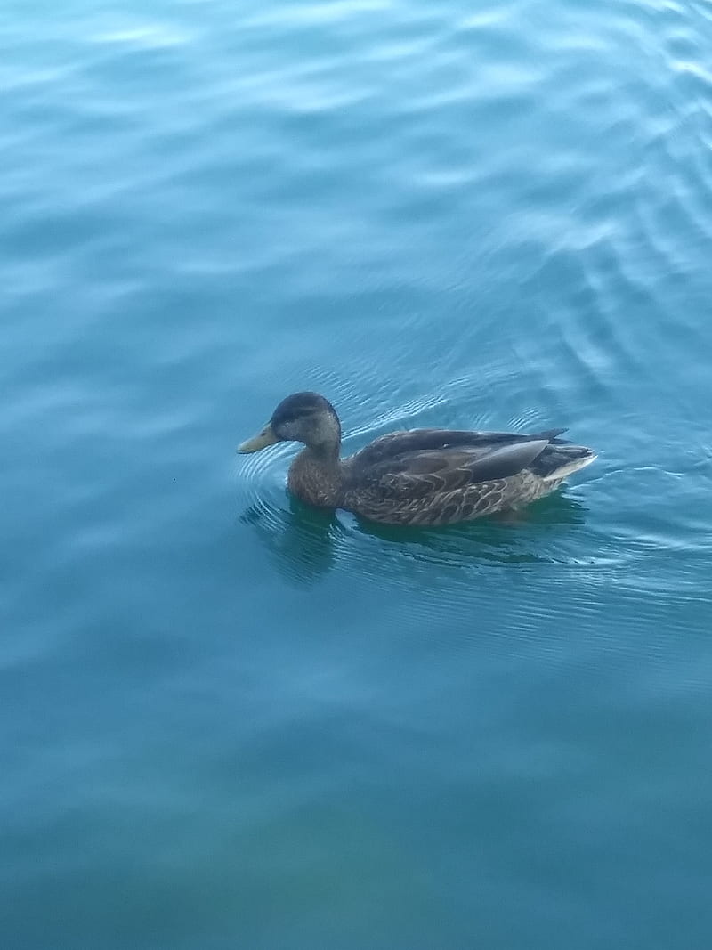 Swimming Duck, duck, water, swimming, HD phone wallpaper