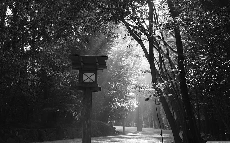 black and white bird feeder, black and white, path, bird feeder, trees, HD wallpaper